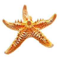 ai gerado 3d Renderização do uma estrelas do mar em transparente fundo - ai gerado png