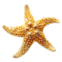 ai generado 3d representación de un estrella de mar en transparente antecedentes - ai generado png