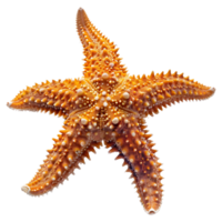 ai gerado 3d Renderização do uma estrelas do mar em transparente fundo - ai gerado png