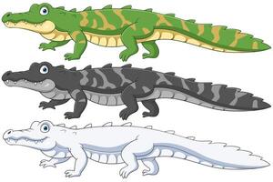 Crocodile collection set on white background vector