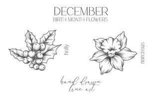 December Birth Month Flowers. Holly outline isolated on white. Narcissus  Line Art. Hand drawn line art botanical illustration. Black and White Flowers vector