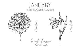 January Birth Month Flowers. Carnation outline isolated on white. Snowdrop Line Art. Hand drawn line art botanical illustration. Black and White Flowers vector