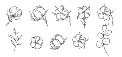 Hand Drawn Cotton Flowers Line Art Illustration. Cotton Balls isolated on white. Floral Line Art. Cotton Plant Black and white illustration. Fine Line Cotton illustration. vector