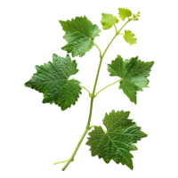 AI generated 3D Rendering of a Muscadine Leaves on Transparent Background - Ai Generated png