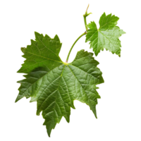 AI generated 3D Rendering of a Muscadine Leaves on Transparent Background - Ai Generated png