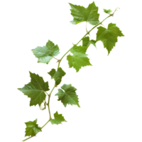 AI generated 3D Rendering of a Muscadine Leaves on Transparent Background - Ai Generated png