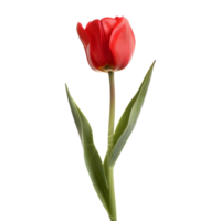 ai généré 3d le rendu de une rose tulipe fleur sur transparent Contexte - ai généré png