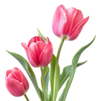 ai gegenereerd 3d renderen van een roze tulp bloem Aan transparant achtergrond - ai gegenereerd png