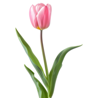 ai généré 3d le rendu de une rose tulipe fleur sur transparent Contexte - ai généré png