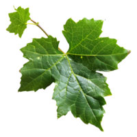 AI generated 3D Rendering of a Muscadine Leaves on Transparent Background - Ai Generated png