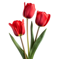 ai gegenereerd 3d renderen van een roze tulp bloem Aan transparant achtergrond - ai gegenereerd png