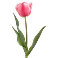 ai generiert 3d Rendern von ein Rosa Tulpe Blume auf transparent Hintergrund - - ai generiert png