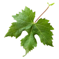 AI generated 3D Rendering of a Muscadine Leaves on Transparent Background - Ai Generated png