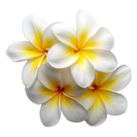 ai genererad 3d tolkning av en frangipani blomma på transparent bakgrund - ai genererad png