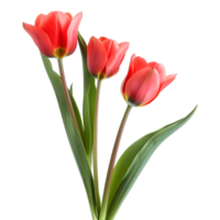 ai generado 3d representación de un rosado tulipán flor en transparente antecedentes - ai generado png