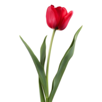 AI generated 3D Rendering of a Pink Tulip Flower on Transparent Background - Ai Generated png