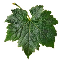 AI generated 3D Rendering of a Muscadine Leaves on Transparent Background - Ai Generated png