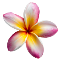 ai gerado 3d Renderização do uma frangipani flor em transparente fundo - ai gerado png