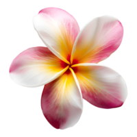 ai generado 3d representación de un frangipani flor en transparente antecedentes - ai generado png