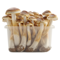 ai gegenereerd 3d renderen van een champignons in een plastic doos of pot Aan transparant achtergrond - ai gegenereerd png