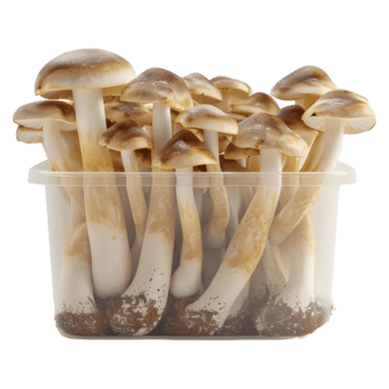 AI generated 3D Rendering of a Mushrooms in a Plastic Box or Jar on Transparent Background - Ai Generated png