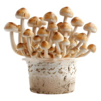 ai gegenereerd 3d renderen van een champignons in een plastic doos of pot Aan transparant achtergrond - ai gegenereerd png