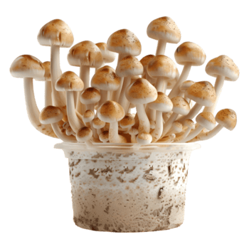 AI generated 3D Rendering of a Mushrooms in a Plastic Box or Jar on Transparent Background - Ai Generated png