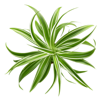 AI generated 3D Rendering of a Chlorophytum Comosum on Transparent Background - Ai Generated png