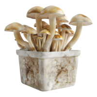 ai généré 3d le rendu de une champignons dans une Plastique boîte ou pot sur transparent Contexte - ai généré png