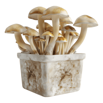 AI generated 3D Rendering of a Mushrooms in a Plastic Box or Jar on Transparent Background - Ai Generated png