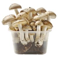 ai generato 3d interpretazione di un' funghi nel un' plastica scatola o vaso su trasparente sfondo - ai generato png