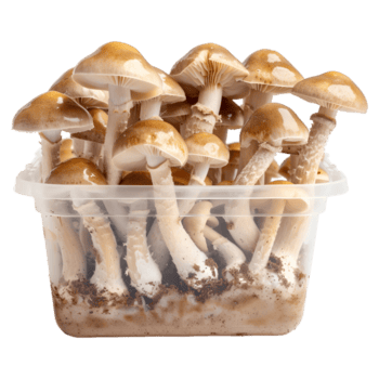 AI generated 3D Rendering of a Mushrooms in a Plastic Box or Jar on Transparent Background - Ai Generated png