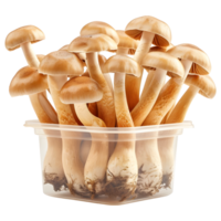 AI generated 3D Rendering of a Mushrooms in a Plastic Box or Jar on Transparent Background - Ai Generated png