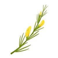 Vector illustration, Rooibos plant, scientific name Aspalathus linearis, isolated on white background.