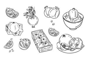 Set of sketchy outline drawings of pomegranate. Vector black contour doodles of pieces of fruit and its berries on white background. Ideal for coloring pages, tattoo, pattern