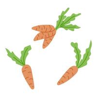 Clip art of hand drawn colored flat carrots. Sketchy hand drawn elements on white background. Ideal for decoration, stickers, greetings, banner and background. Spring concept vector