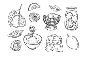 Set of sketchy hand drawn contour drawings of fruits. Vector black outline doodles piece of and groups of fruits on white background. Ideal for coloring pages, tattoo, pattern