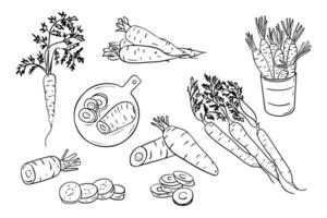 Big set of contour sketchy drawings of carrots. Black outline doodles isolated on white background. Vegan friendly concept. Ideal for coloring pages, tattoo, pattern vector