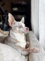 chihuahua mirando fuera ventana desde sofá foto