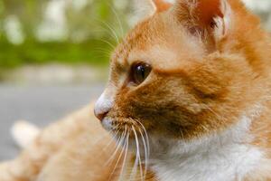 orange cat is lying down side angle photo