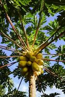 Papaya tree that has ripe fruit portrait photo