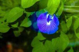 Blooming purple orchids photo