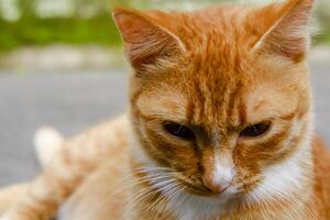 Orange cat is lying down front view photo