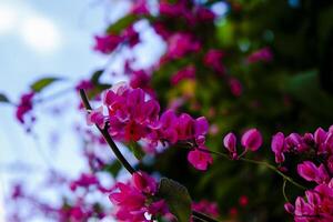 Purple orchids bloom and look beautiful photo