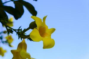 Frangipani trees blooming in bloom photo