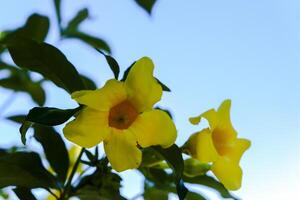 Frangipani trees blooming in bloom photo