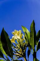 Yellow frangipani flower or plumeria alba photo