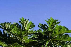 apariencia de hojas en papaya arboles foto