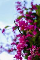púrpura orquídeas floración y Mira hermosa foto