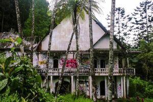 An abandoned house in the middle of the forest that looks a little scary photo